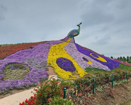 Dounan flower peacock