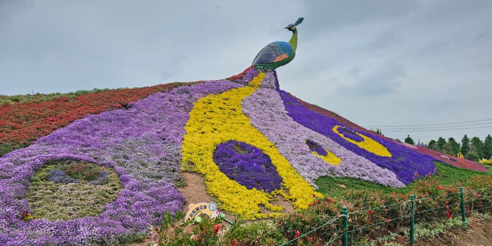 Dounan flower peacock