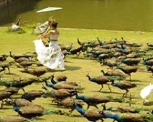 Xishuangbanna Primitive Forrest Park