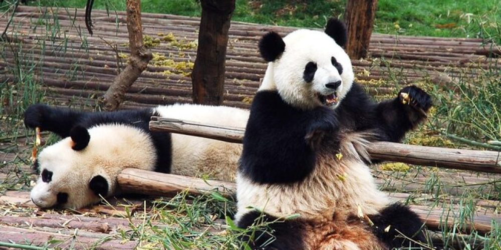 dujiangyan Panda Base