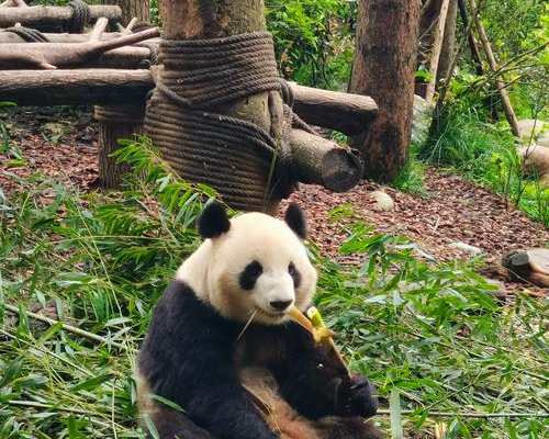 dujiangyan panda valley1