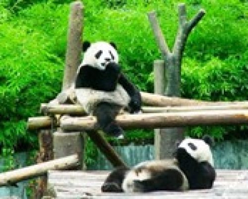 panda chengdu