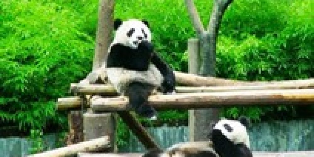 panda chengdu