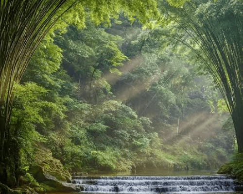 shunan bamboo 2